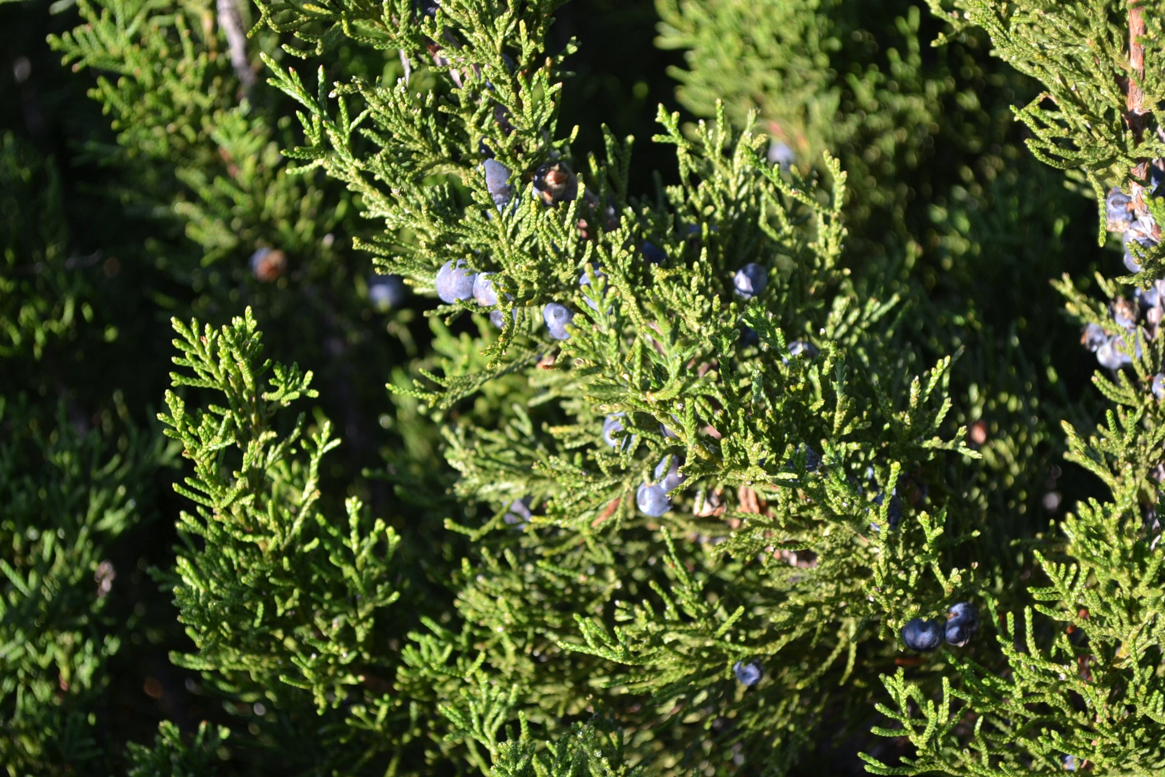 'Mint Julep' Juniper (Juniperus chinensis) - 3 Gallon Potted Shrub
