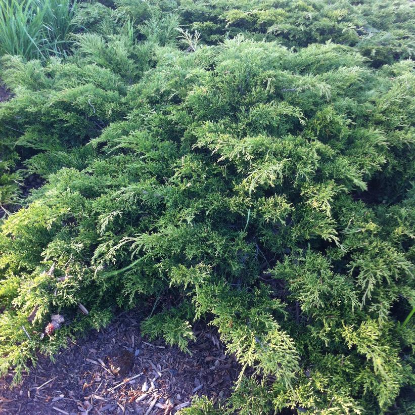 Calgary Carpet Juniper (Juniperus sabina 'Monna') - 2 Gallon Potted Shrub