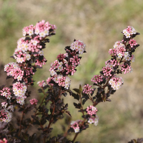 Tiny Wine Ninebark (Physocarpus) - 2 Gallon Potted Shrub