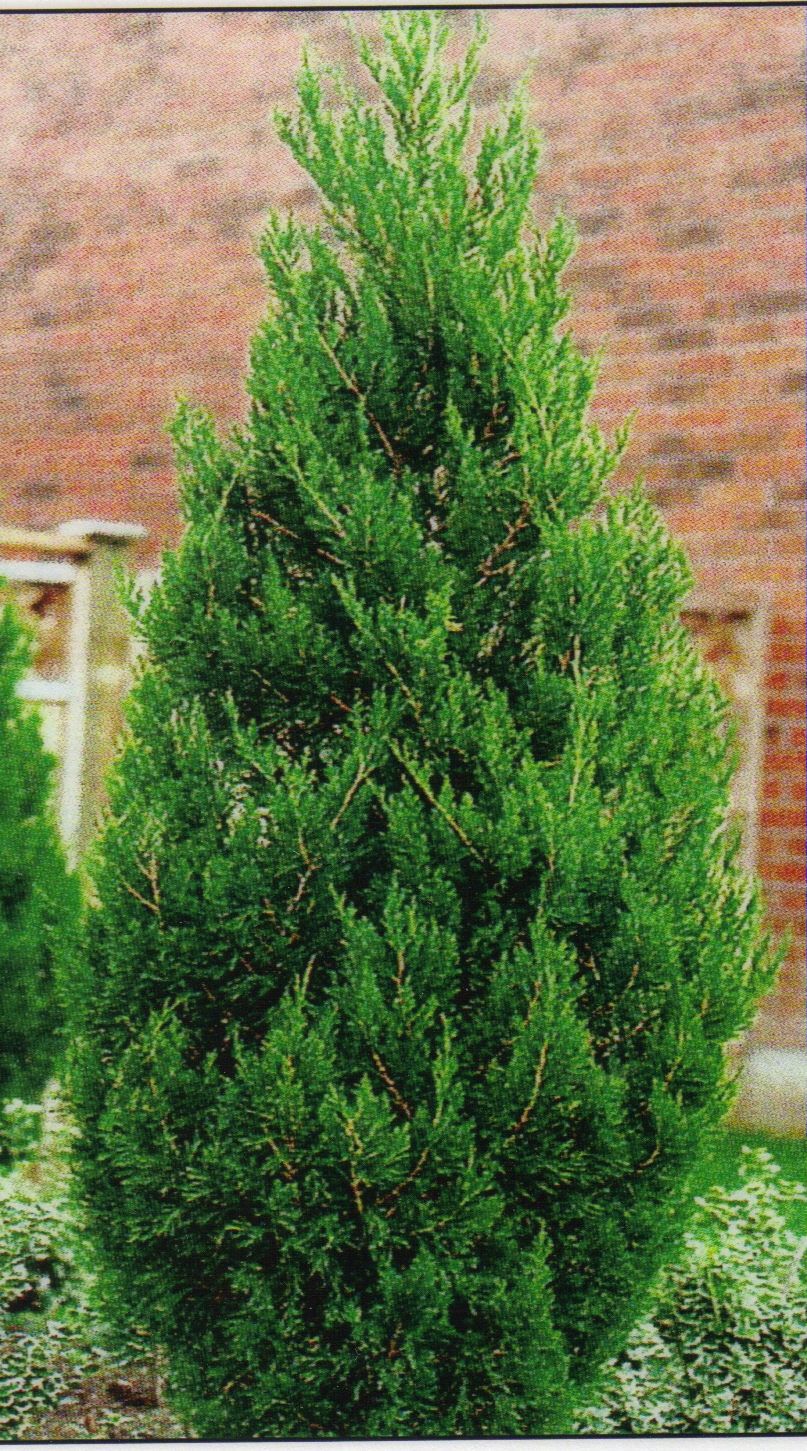 'Spartan' Juniper (Juniperus chinensis) - 7 Gallon Potted Shrub - 110cm