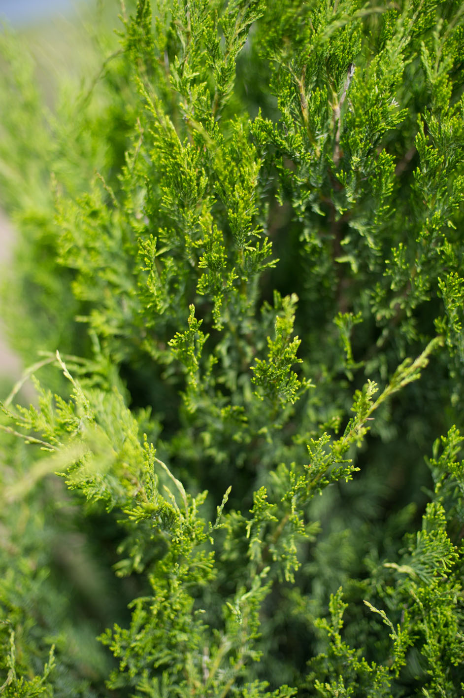 'Spartan' Juniper (Juniperus chinensis) - 7 Gallon Potted Shrub - 110cm