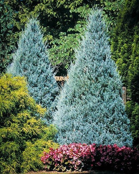 Wichita Blue Juniper Evergreen  - 80cm - 5 Gallon Potted Shrub