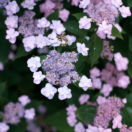 Hydrangea ‘Tiny Tuff Stuff’ PW - 2 Gallon Potted Shrub