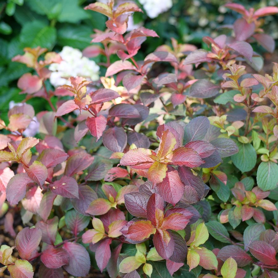 Midnight Sun Weigela florida - 2 Gallon Potted Shrub