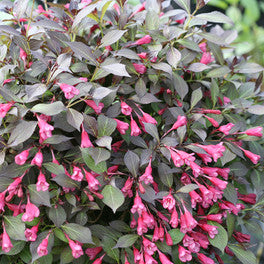 Midnight Sun Weigela florida - 2 Gallon Potted Shrub
