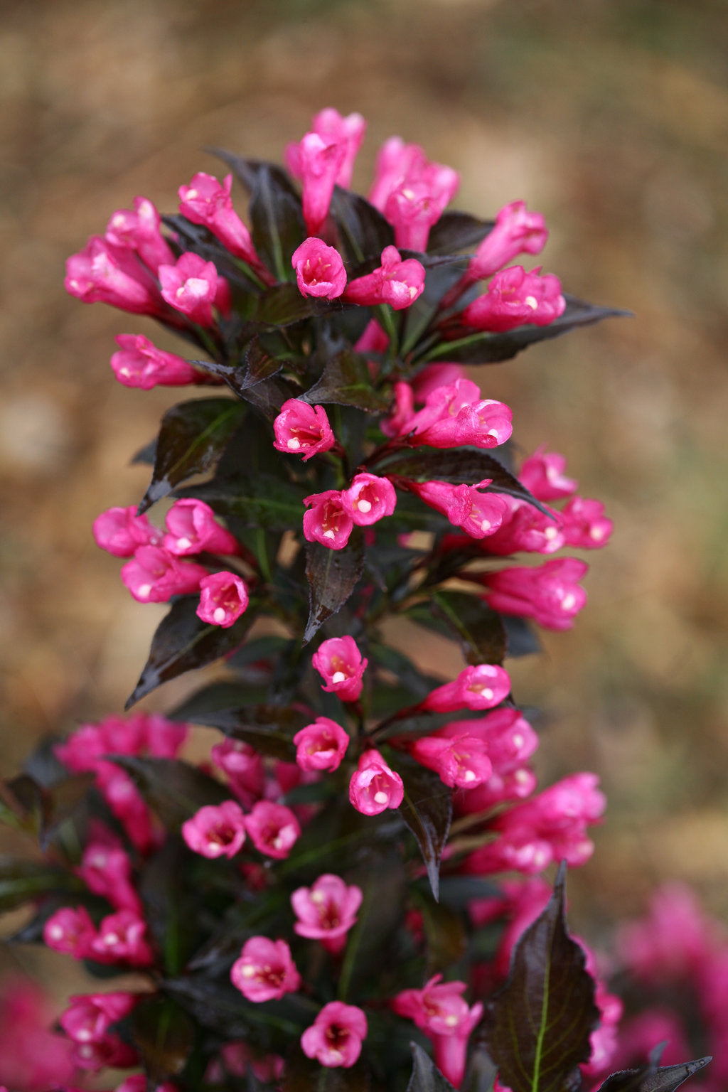 'Spilled Wine' Weigela -  2 Gallon Potted Shrub