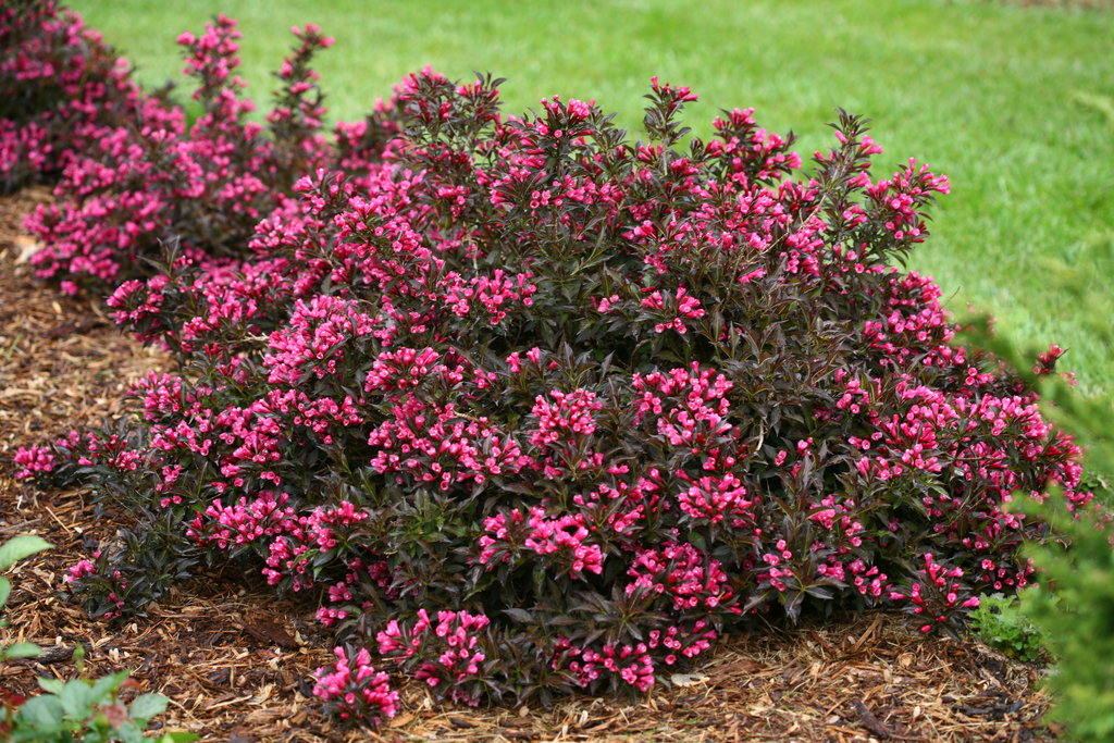 'Spilled Wine' Weigela -  2 Gallon Potted Shrub