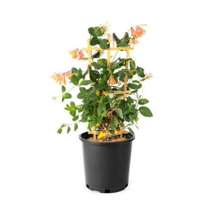'Mandarin' Honeysuckle Vine (Lonicera) - 2 Gallon Potted Vince