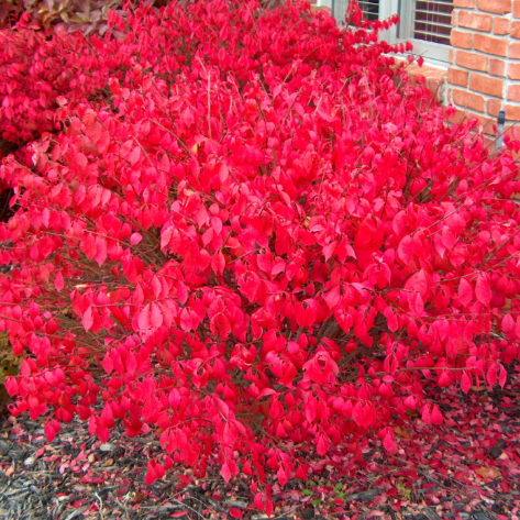 Little Moses True Dwarf Burning Bush - 2 Gallon Potted Shrub