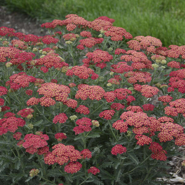 'Firefly Red Pop' yarrow (or Achillea) - 1 Gallon Potted