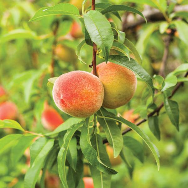 Reliance Peach - 200cm - 7 Gallon Potted Tree