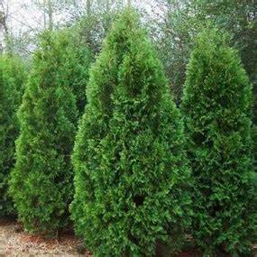 Black Cedar (Thuja occidentalis 'Nigra') - 110cm - 7 Gallon Potted Tree