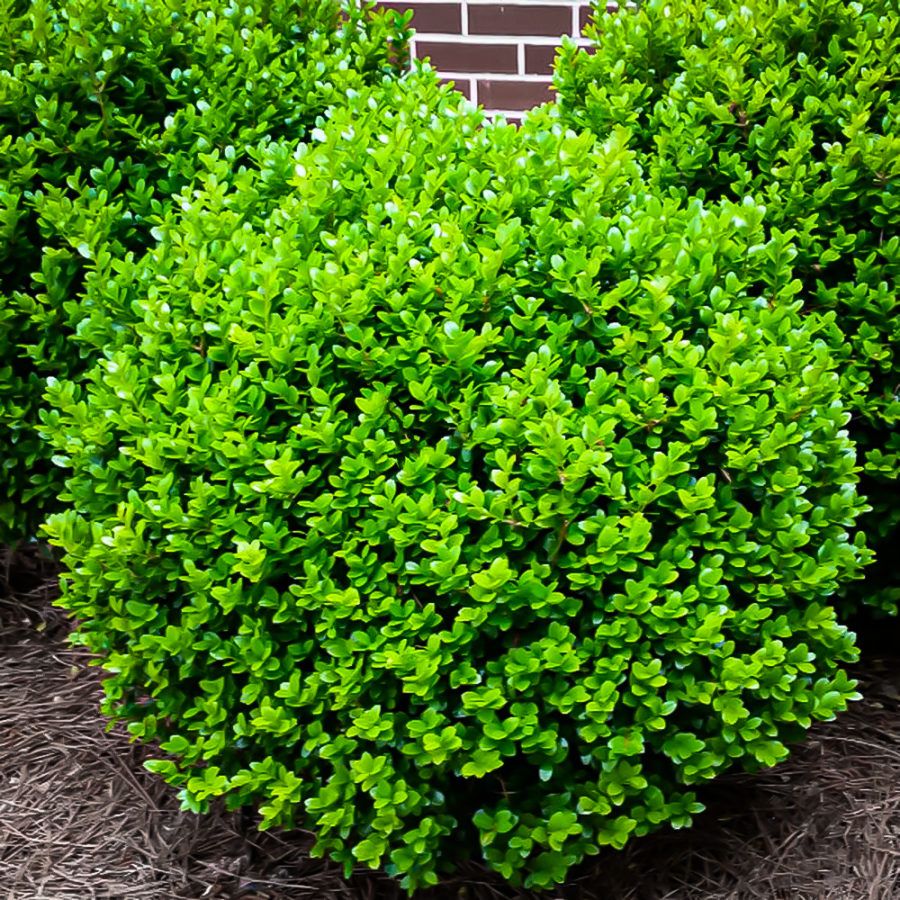 Buxus ‘Green Gem’ Boxwood - 3 Gallon Potted Shrub