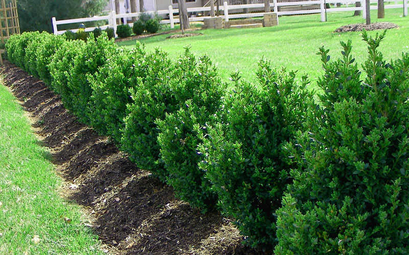 Green Mountain Boxwood  (Buxus 'Green Mountain') - 3 Gallon Potted Shrub