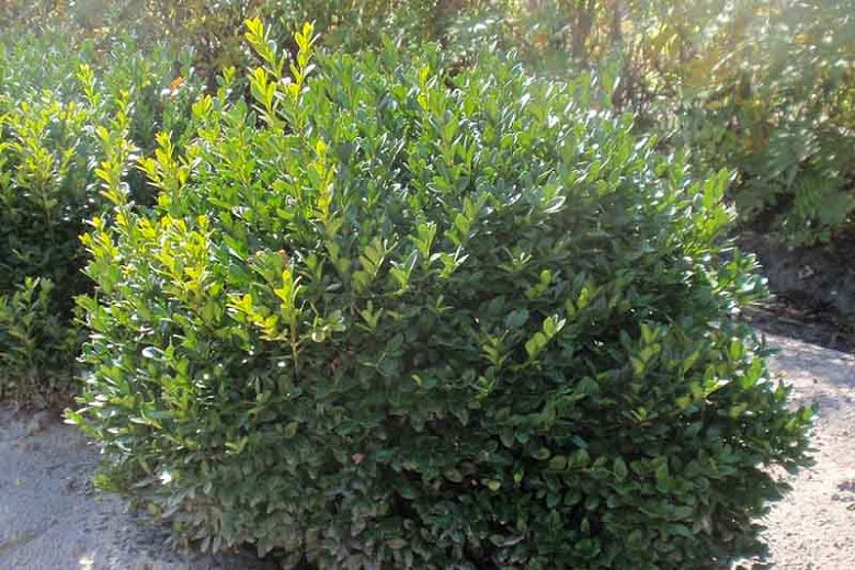 Buxus 'Green Velvet' (Boxwood) - 3 Gallon Potted Shrub
