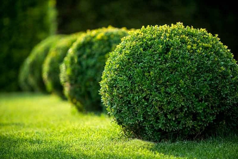 Buxus 'Green Velvet' (Boxwood) - 5 Gallon Potted Shrub