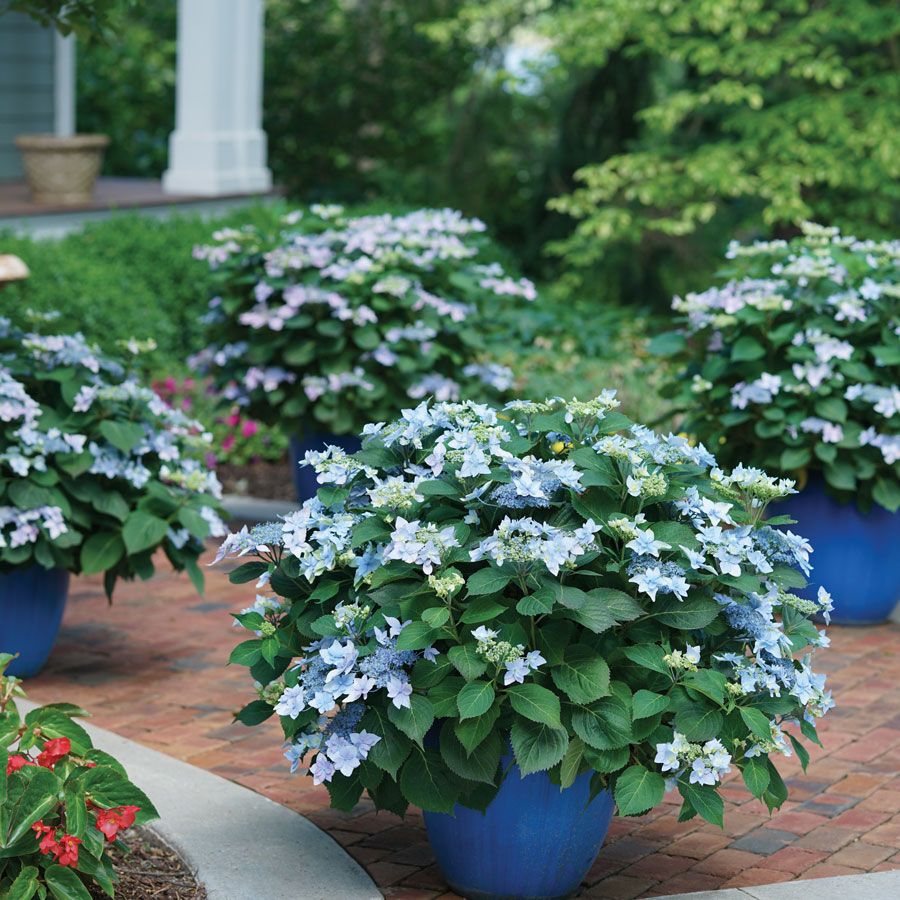 Hydrangea ‘Tuff Stuff Ah-Ha’ PW - 3 Gallon Potted Shrub