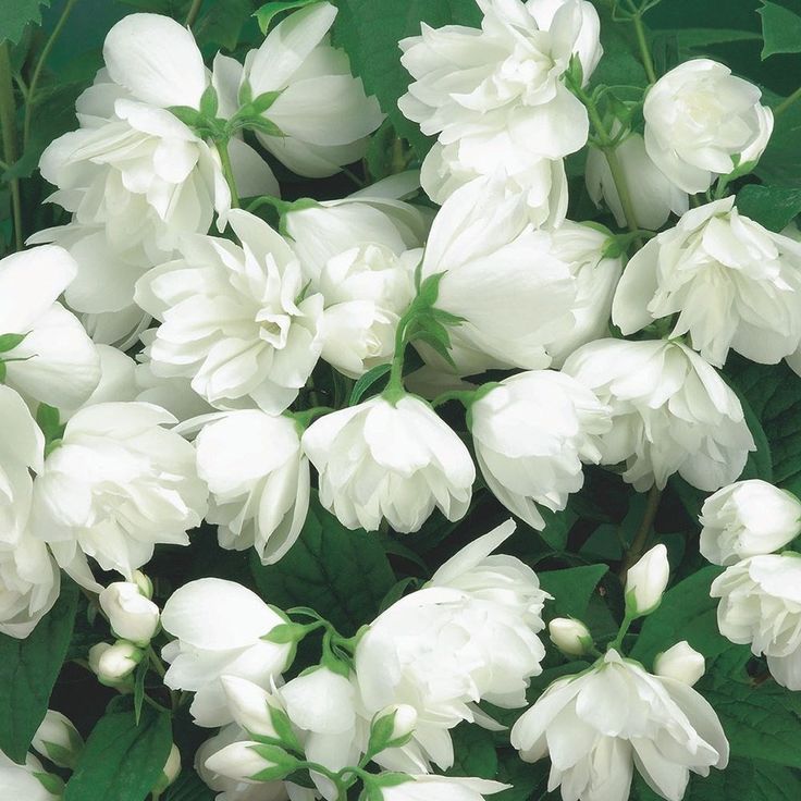 Snowbelle Mock Orange (Philadelphus) - 3 Gallon Potted Shrub