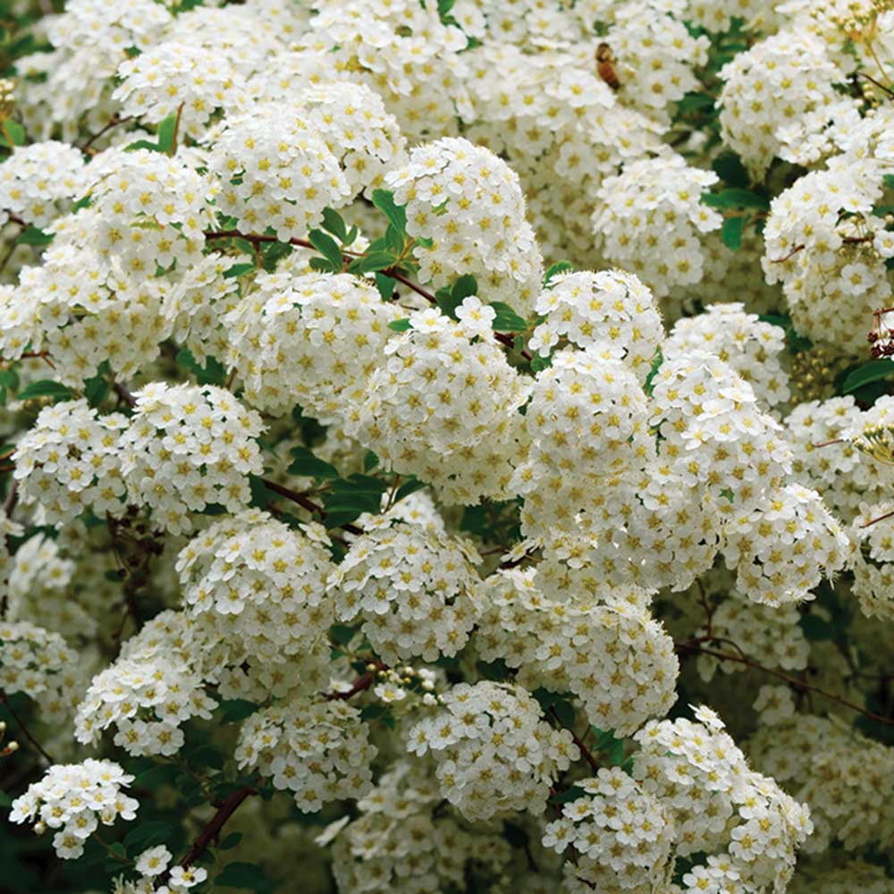 Bridal Wreath Spiraea - 3 Gallon Potted Shrub