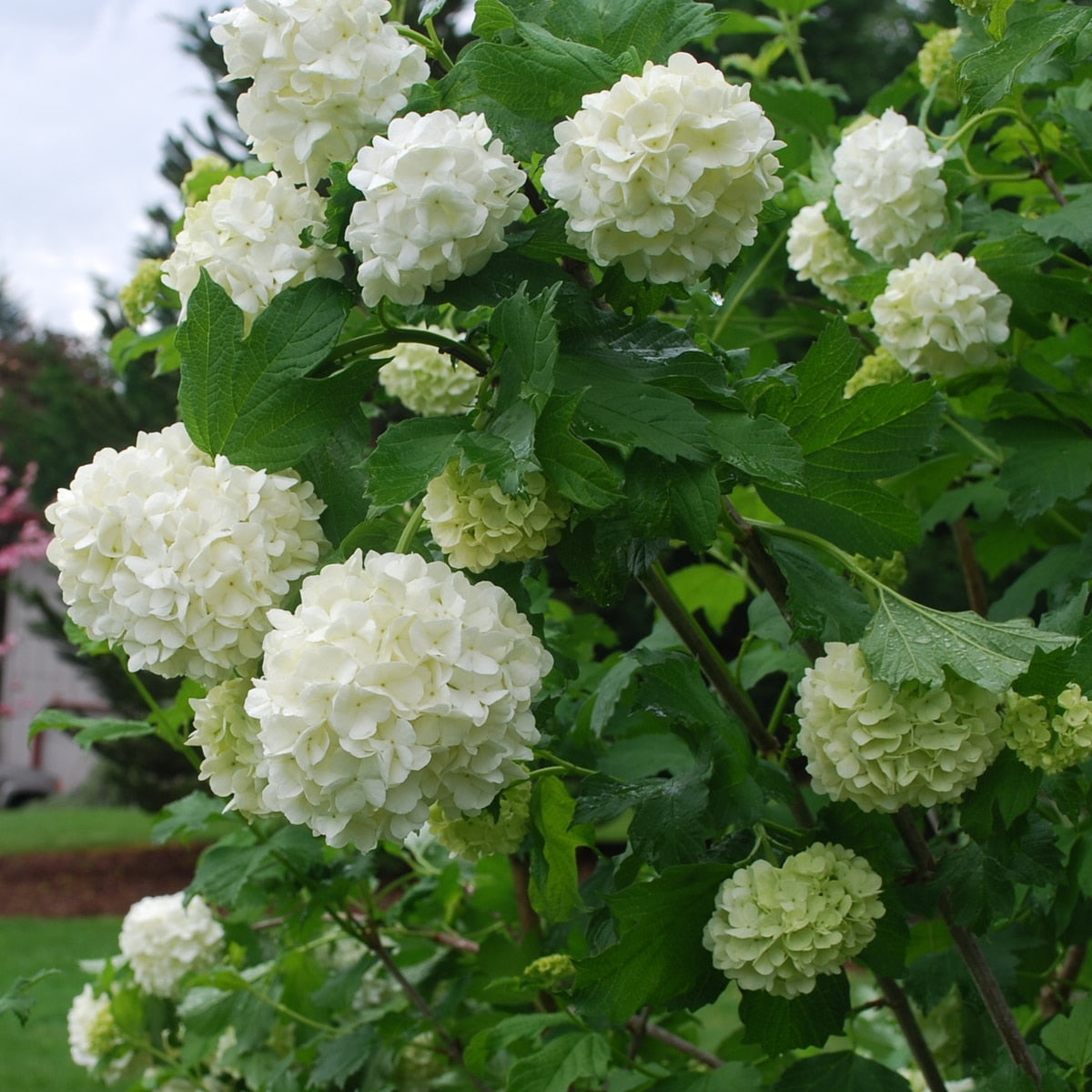 Common Snowball Viburnum 'Sterile' - 3 Gallon Potted Shrub