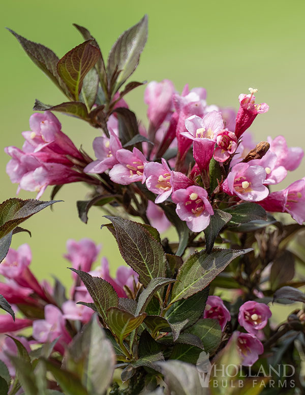 Dark Horse Weigela - 3 Gallon Potted Shrub