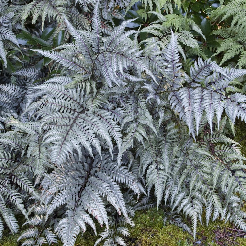 Japanese Painted Fern - 1 Gallon Potted Perennial