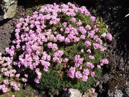 Armeria juniperifolia (Juniper-Leaved Thrift) - 1 Gallon Potted Perennial
