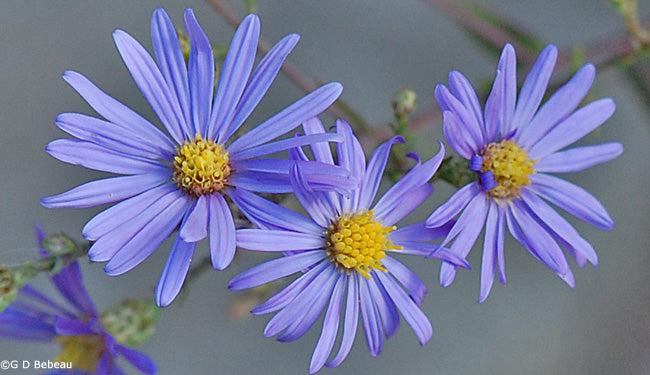 Smooth Blue Aster- 1 Gallon Potted Perennial