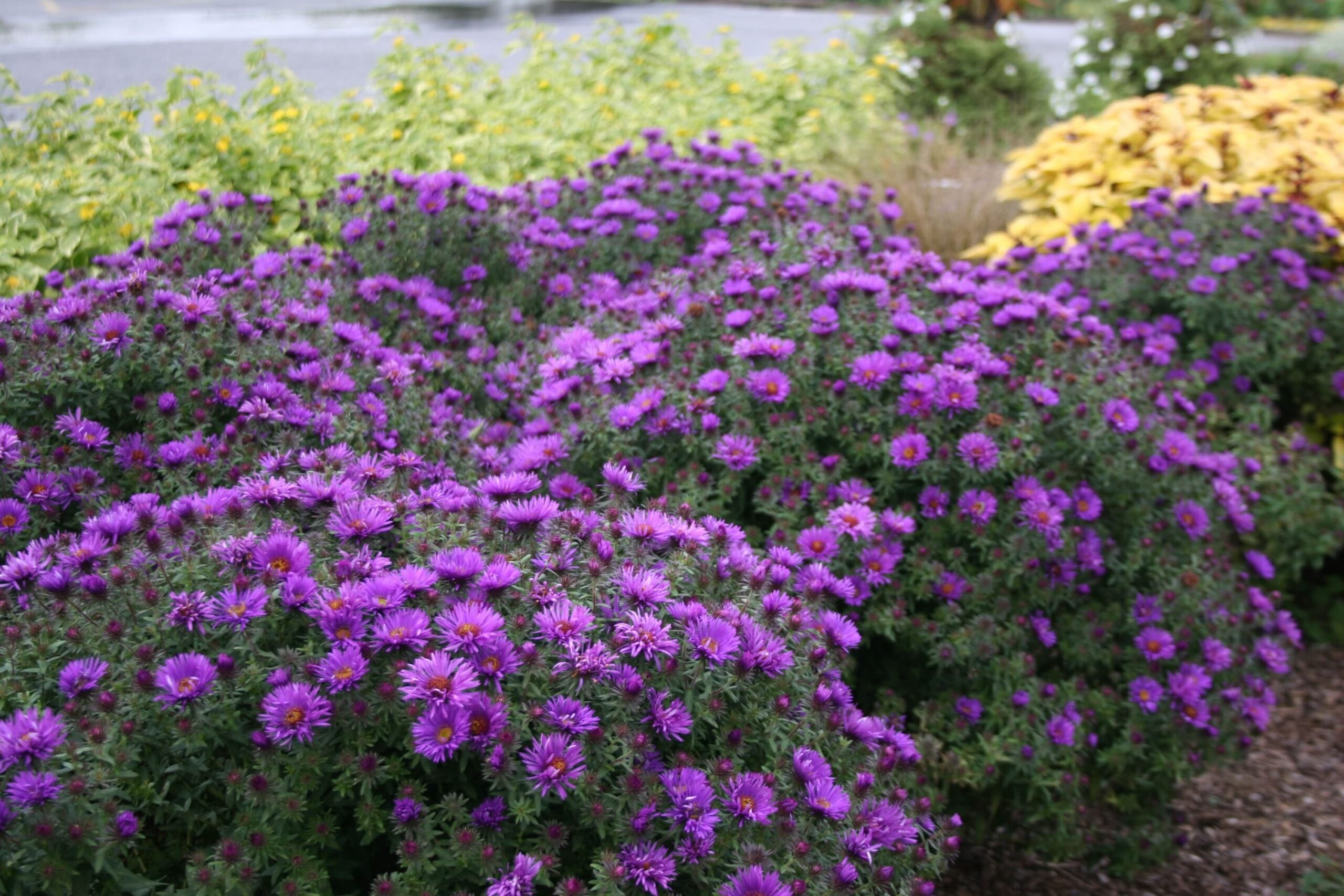 New England Aster 'Purple Dome' - 1 Gallon Potted Perennial