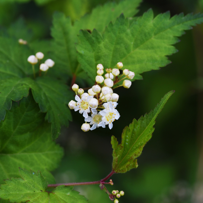 Cutleaf stephanandra (Stephanandra incisa ‘Crispa’) - 2 Gallon Potted Shrub