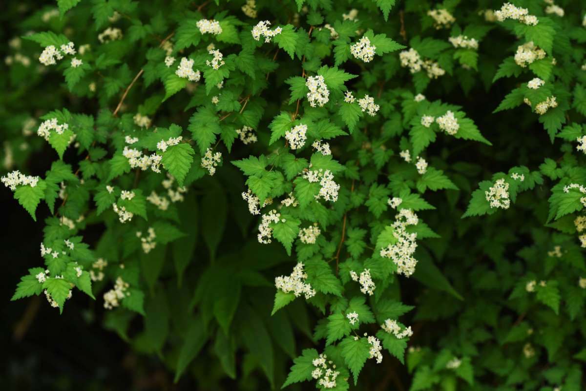 Cutleaf stephanandra (Stephanandra incisa ‘Crispa’) - 2 Gallon Potted Shrub