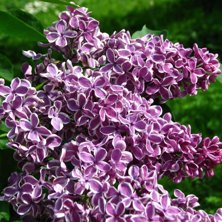 Sensation Lilac (Syringa vulgaris 'Sensation') - 2 Gallon Potted Shrub