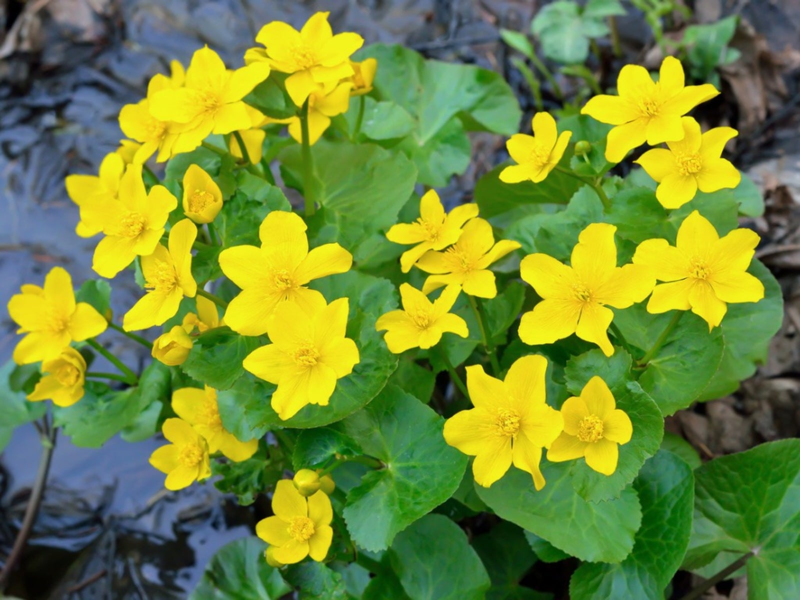 Marsh Marigold Plant (Caltha)  - 1 Gallon Potted Perennial