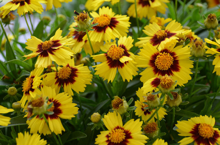 Coreopsis Uptick Yellow and Red (Tickseed) - 1 Gallon Potted Perennial
