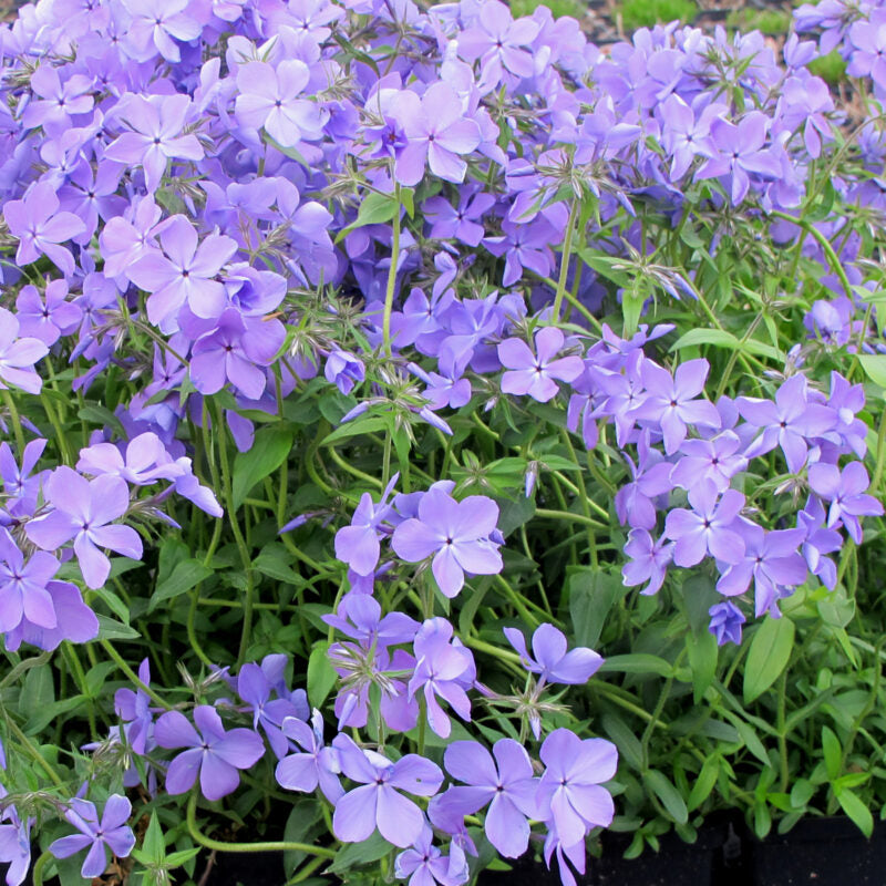 Phlox divaricata 'Blue Moon' (Woodland Phlox) - 1 Gallon Potted Perennial