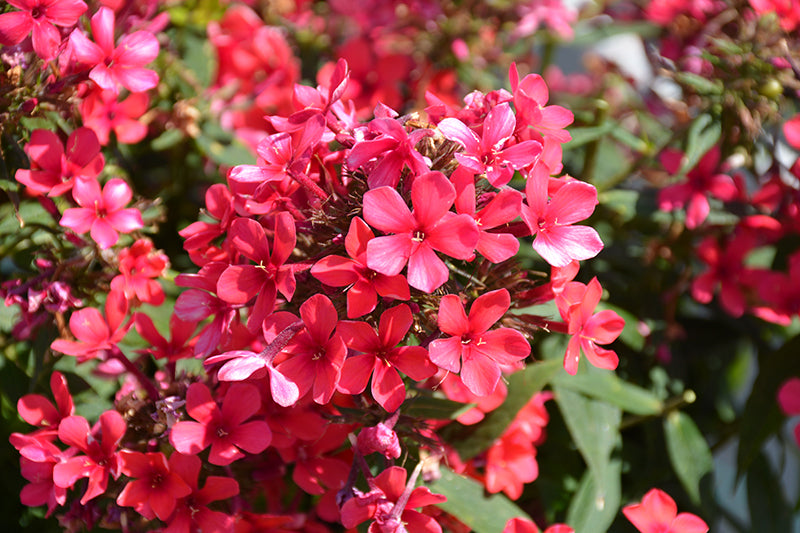 Early® Red Garden Phlox - 1 Gallon Potted Perennial