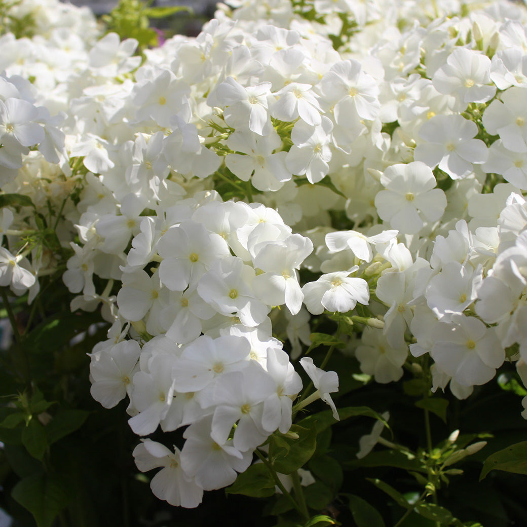 Phlox paniculata Flame White (Garden Phlox) - 1 Gallon Potted Perennial