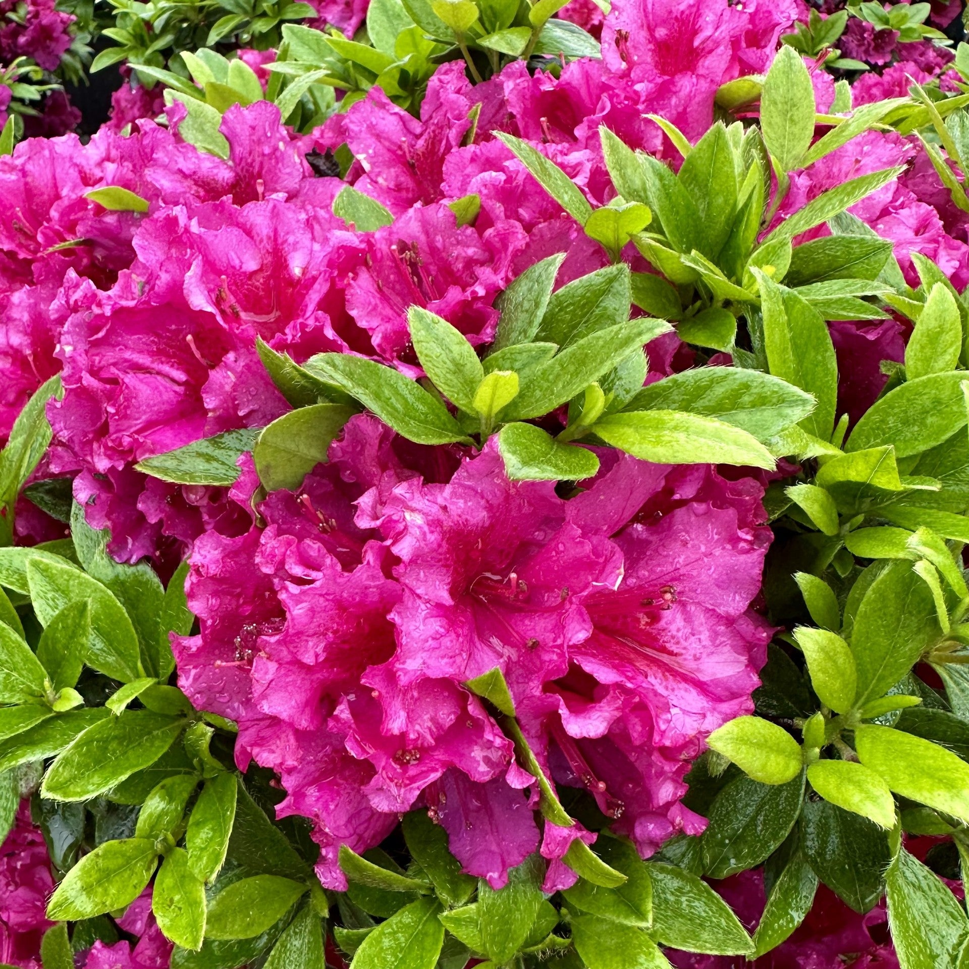 Girard's Fuchsia Evergreen Azalea - 2 Gallon Potted Shrub