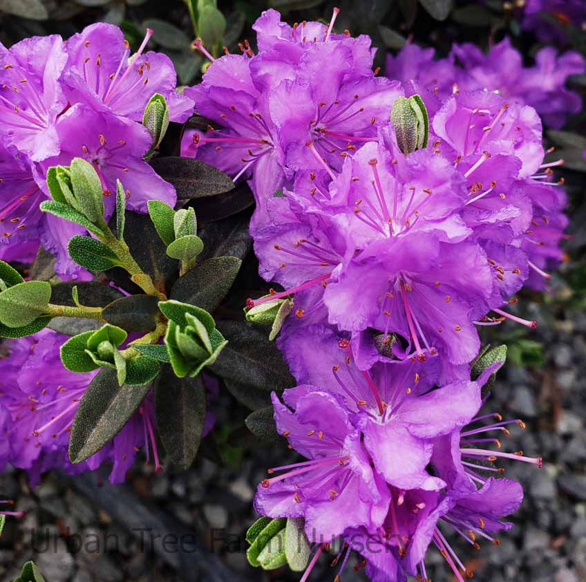 'Ramapo' Rhododendron - 2 Gallon Potted Shrub