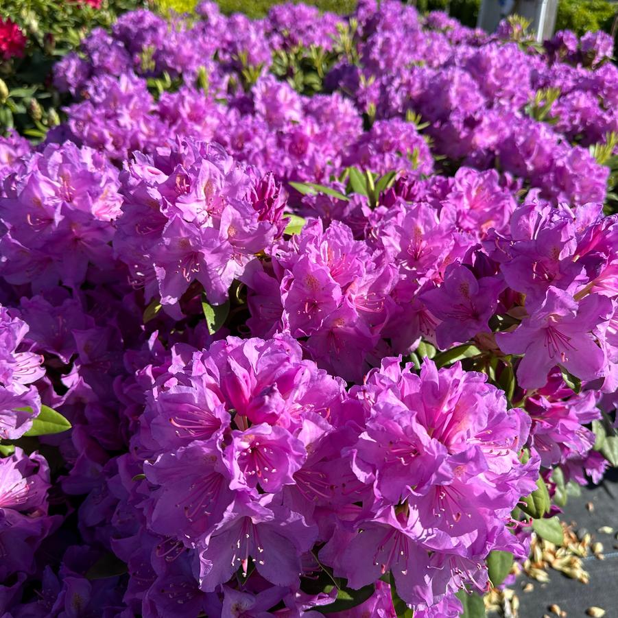 Boursault Catawba Rhododendron - 3 Gallon Potted Shrub