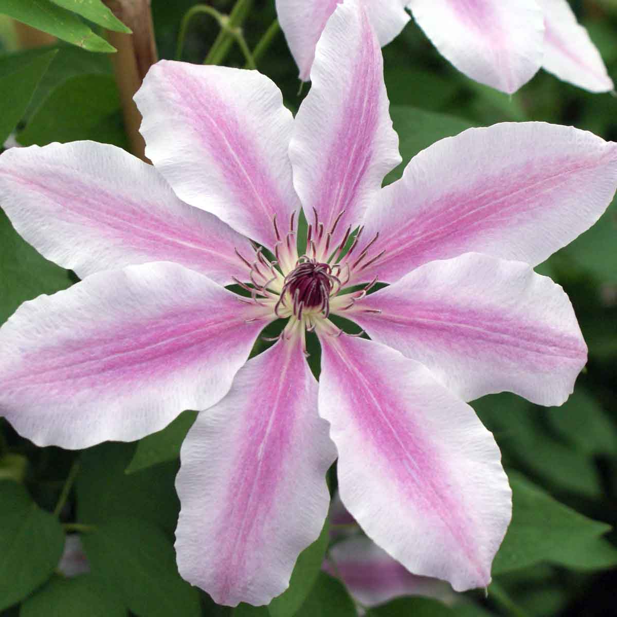Nelly Moser Clematis - 1 Gallon Potted Vine