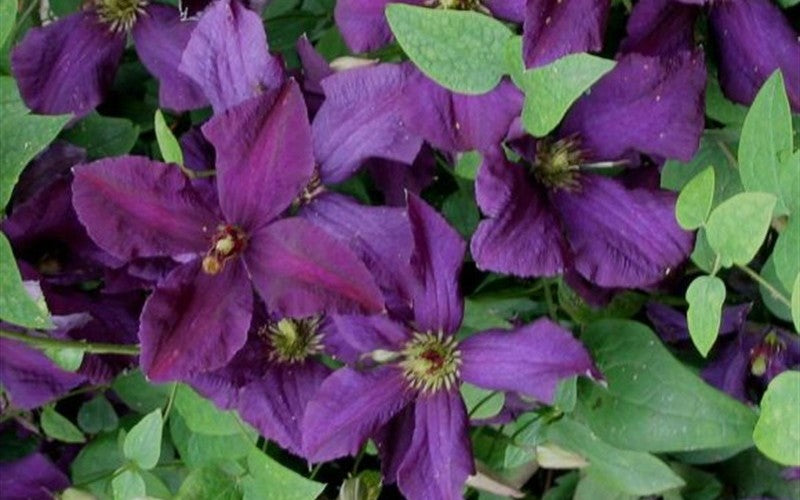 Clematis 'Polish Spirit' -  1 Gallon Potted Vine