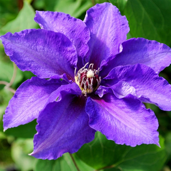 Vancouver Danielle Clematis - 1 Gallon Potted Vine