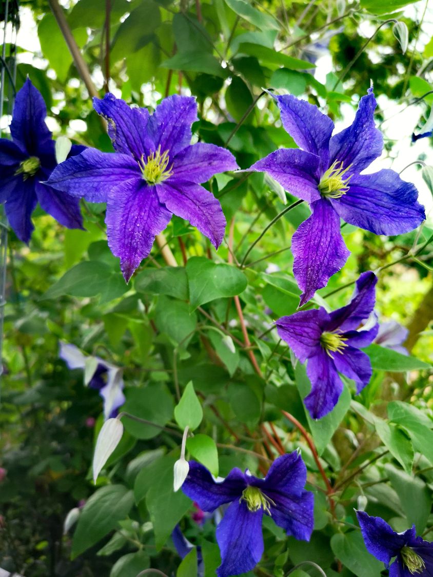 Vancouver Danielle Clematis - 1 Gallon Potted Vine