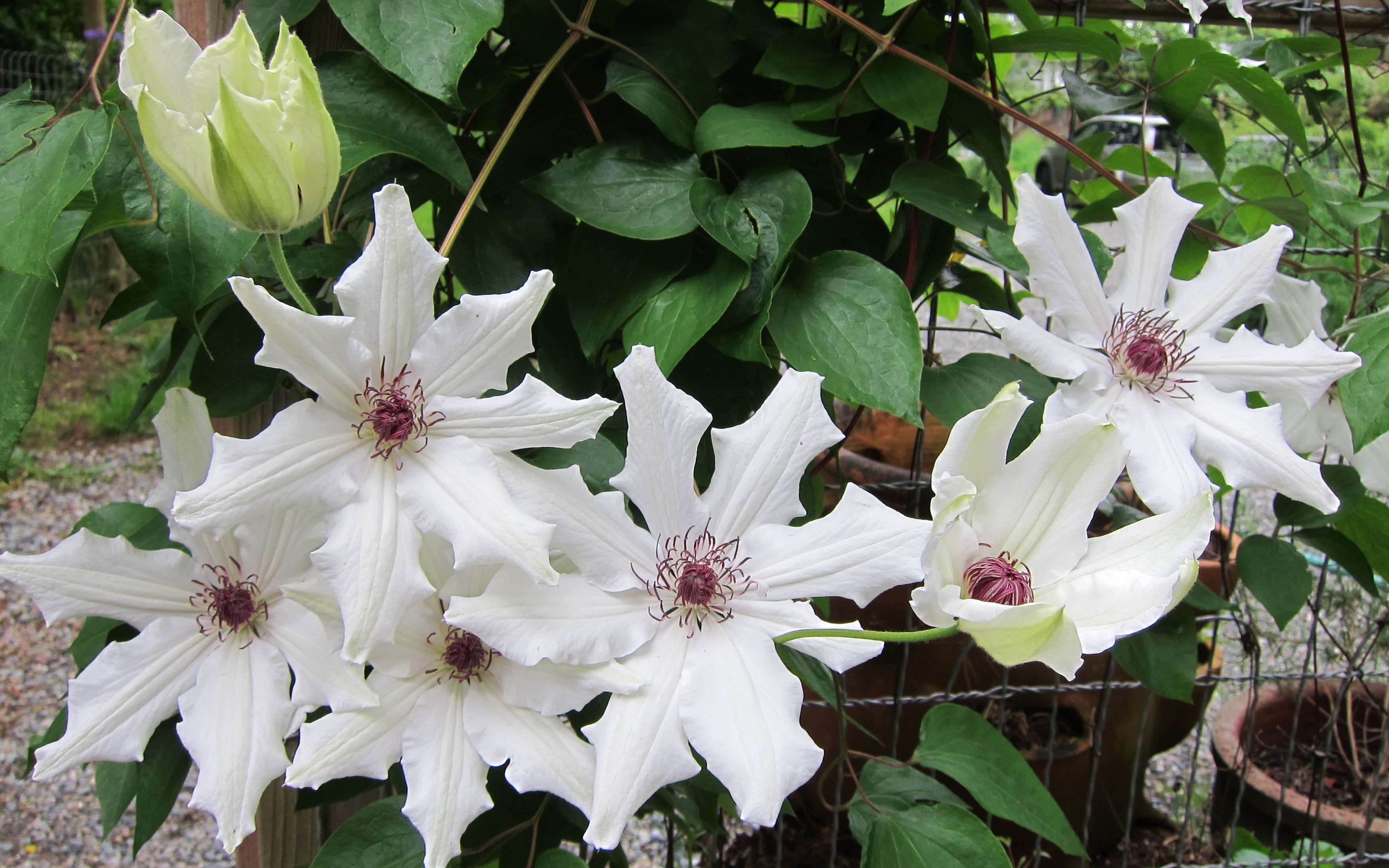 Clematis Vancouver ‘Fragrant Star’  - 1 Gallon Potted Vine