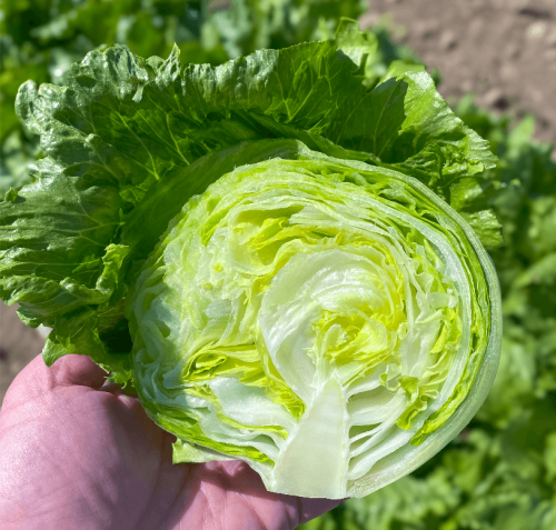 OSC Pint Size Lettuce Seeds (Crisphead Type) - 1 Packet