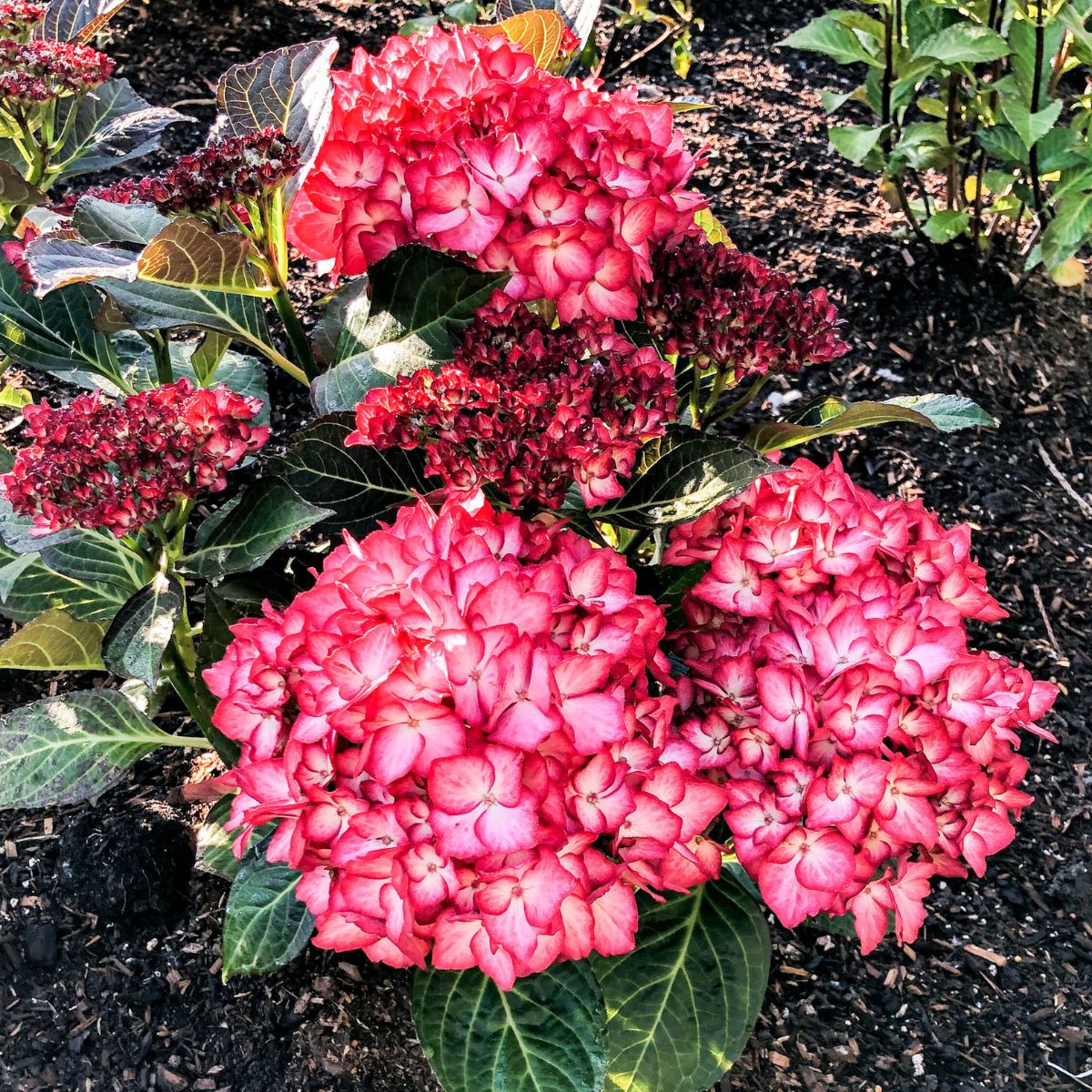 Kimono Hydrangea - 2 Gallon Potted Shrub