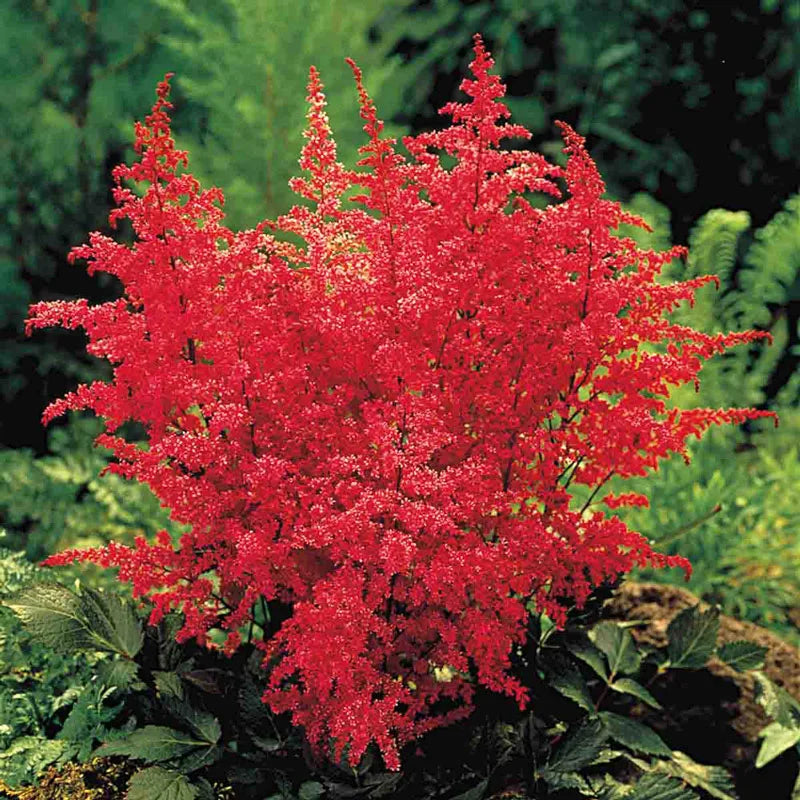 Fanal Astilbe (Astilbe x arendsii 'Fanal') -1 Gallon Potted Perennial