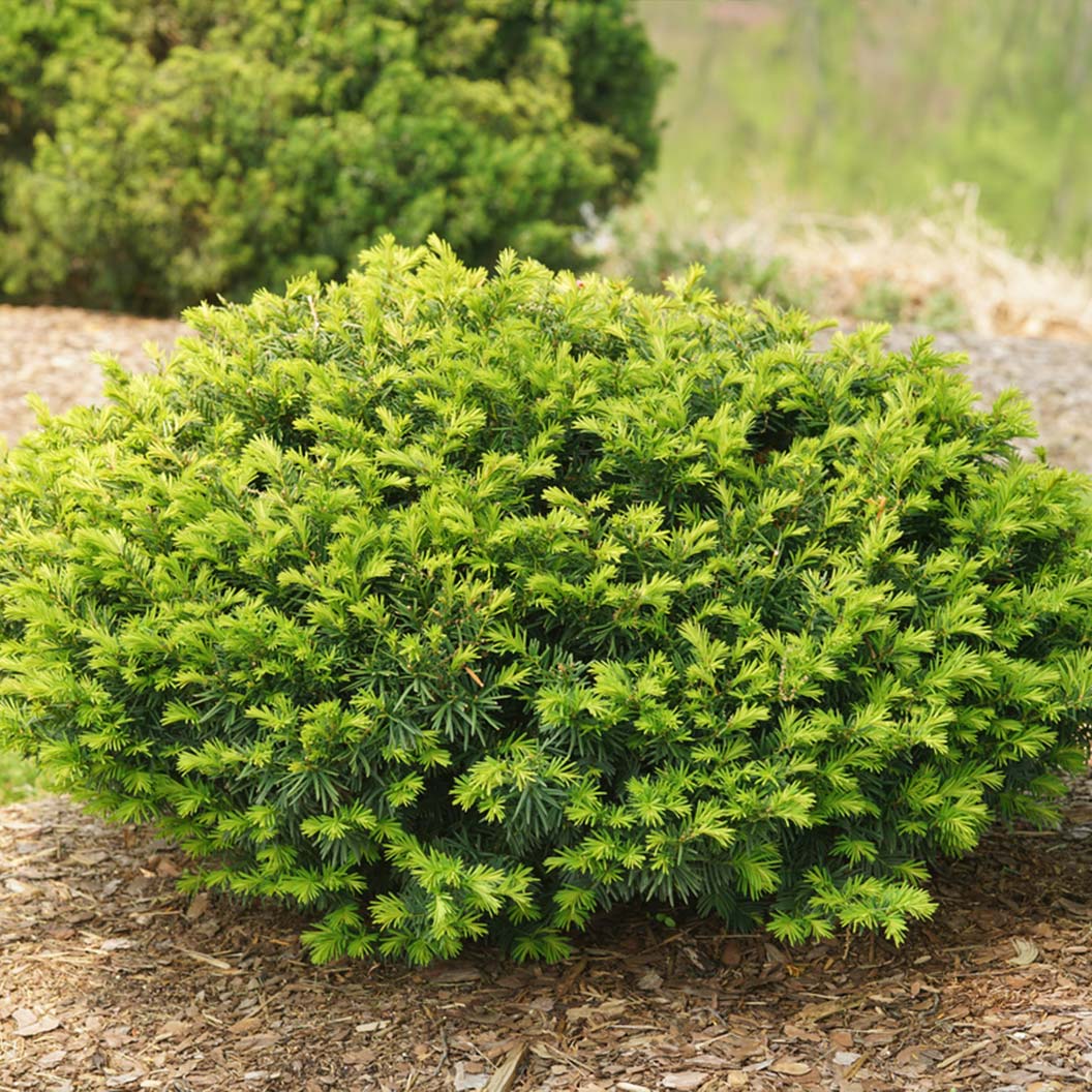 Stonehenge Dark Druid Yew -  2 Gallon Potted Shrub