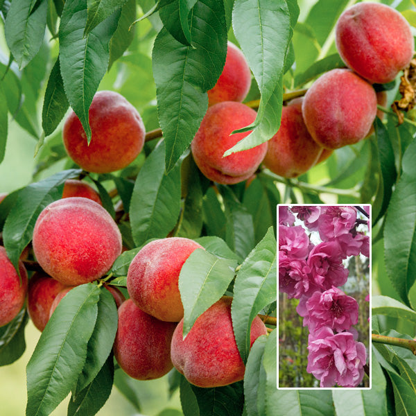 Prunus persica 'Elberta' (Peach) - 125cm - 7 Gallon Potted Fruit Tree